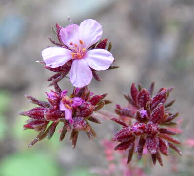 Image of Frankenia laevis L.