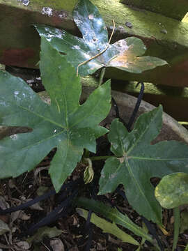 Image of fatsia