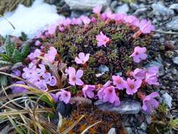 Douglasia gormanii Constance resmi