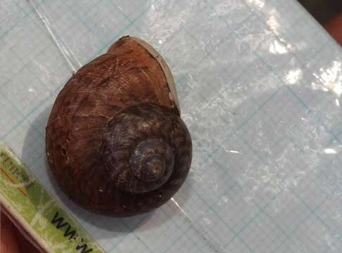 صورة <i>Cyclophorus punctatus</i>