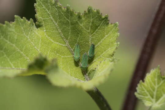 Image of Leafhopper