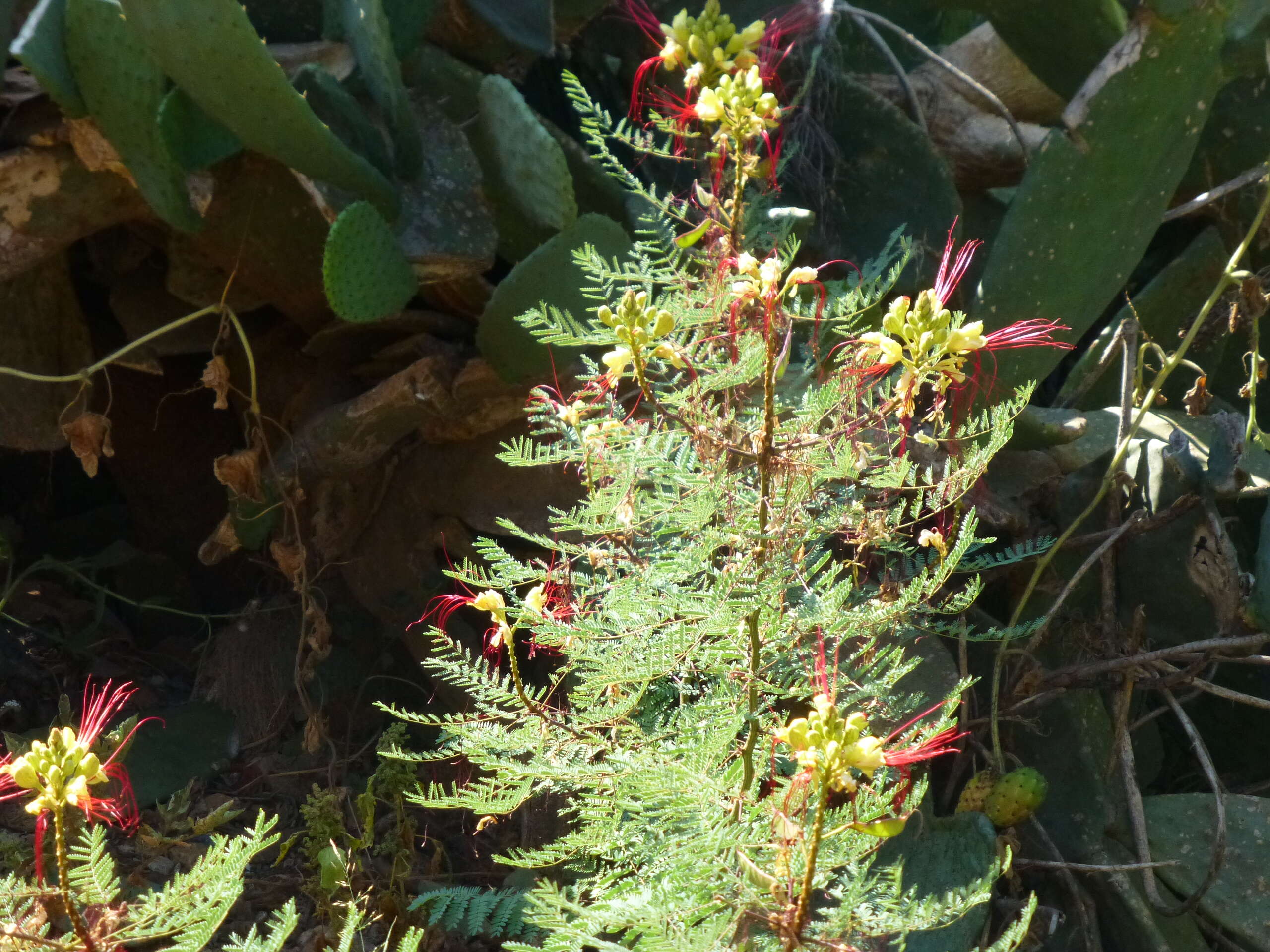 Image of bird-of-paradise shrub