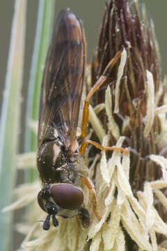 Image of Platycheirus fulviventris (Macquart 1829)