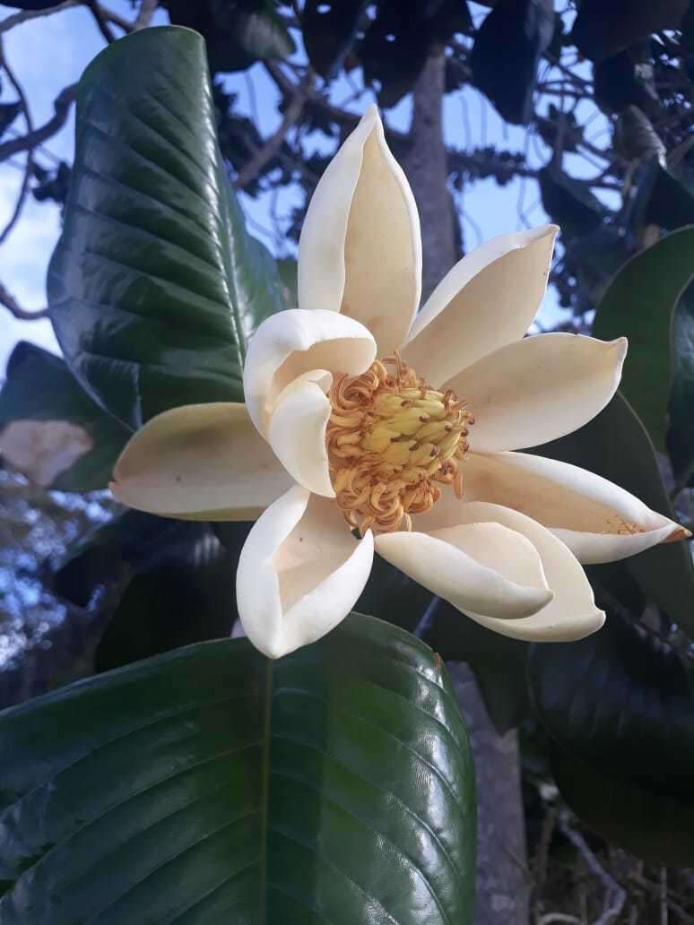 Image of Magnolia yarumalensis (Lozano) Govaerts