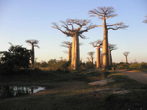 Image of Grandidier’s baobab