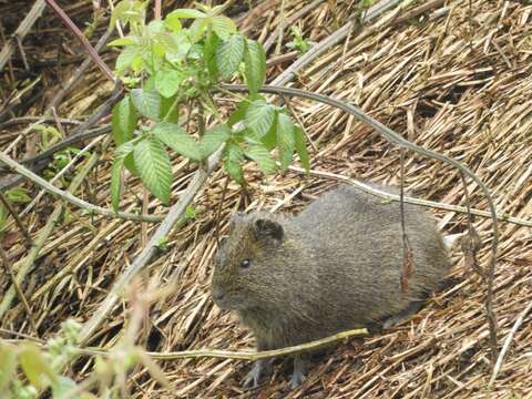 Image of Brazilian Guinea Pig