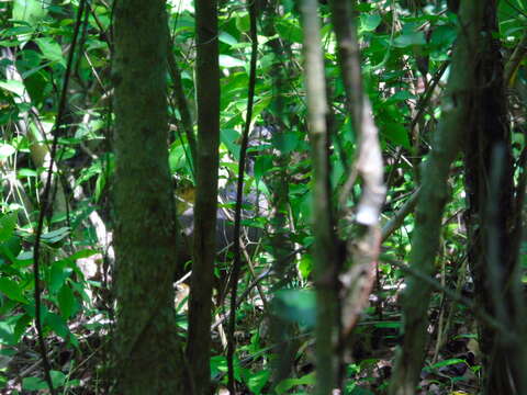 Image of Eastern Thicket Tinamou