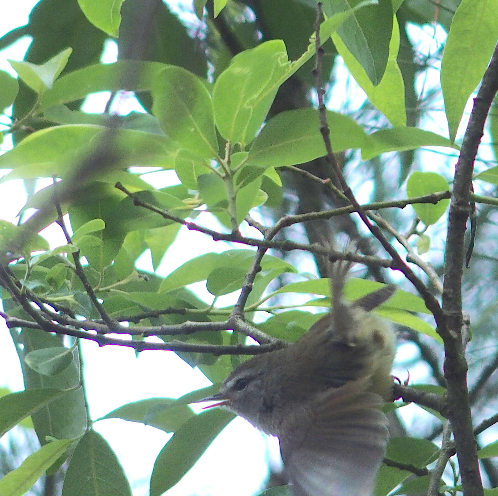 Image of Yellow-bellied Bush Warbler