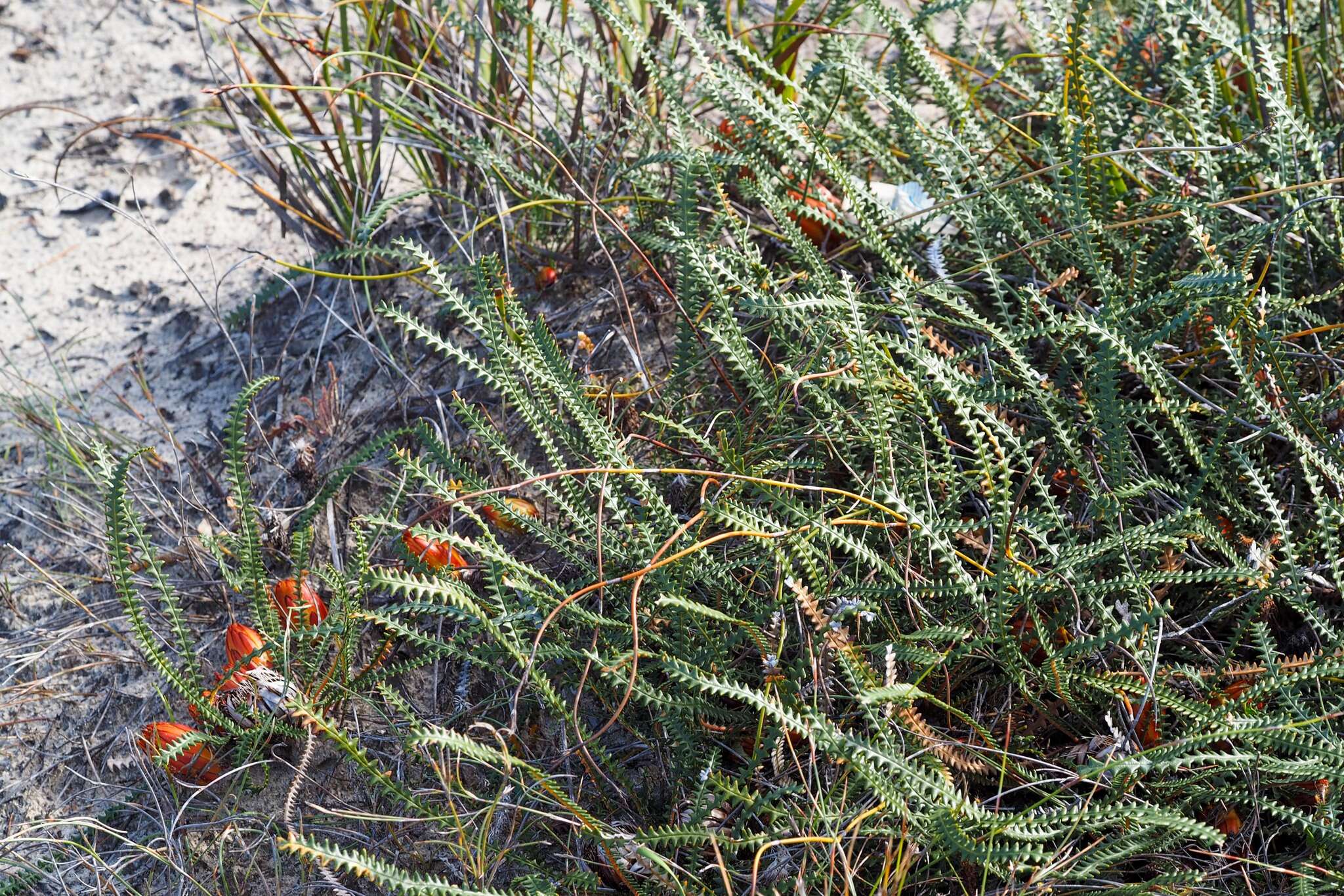 Image of Banksia obtusa (R. Br.) A. R. Mast & K. R. Thiele