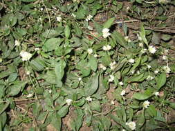 Image of sessile joyweed