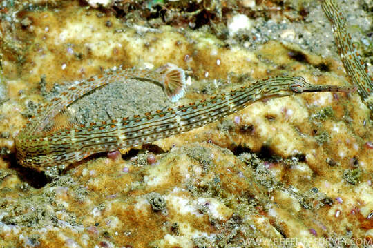 Image of Schultz's pipefish