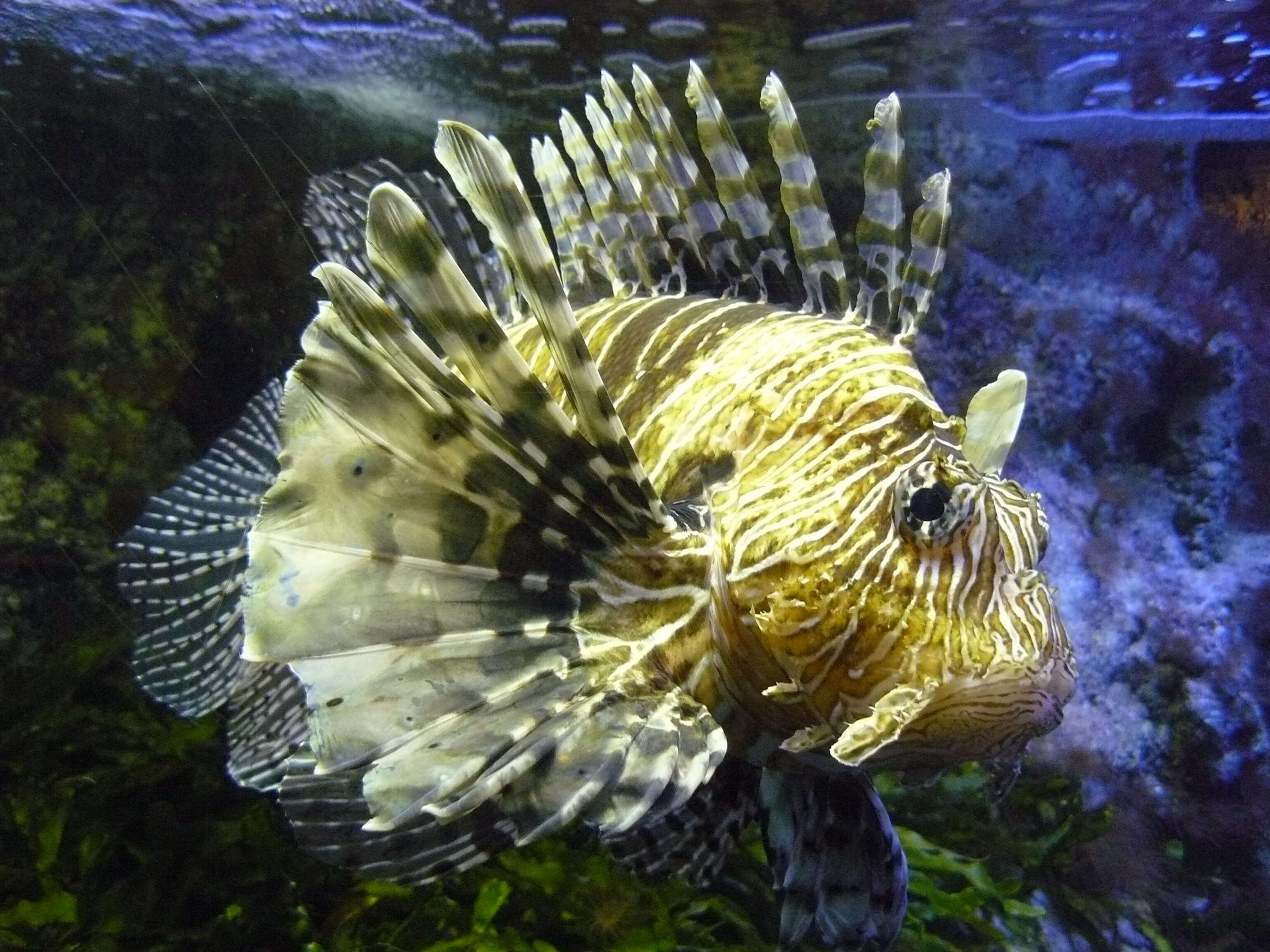 Image de poisson-scorpion à antennes