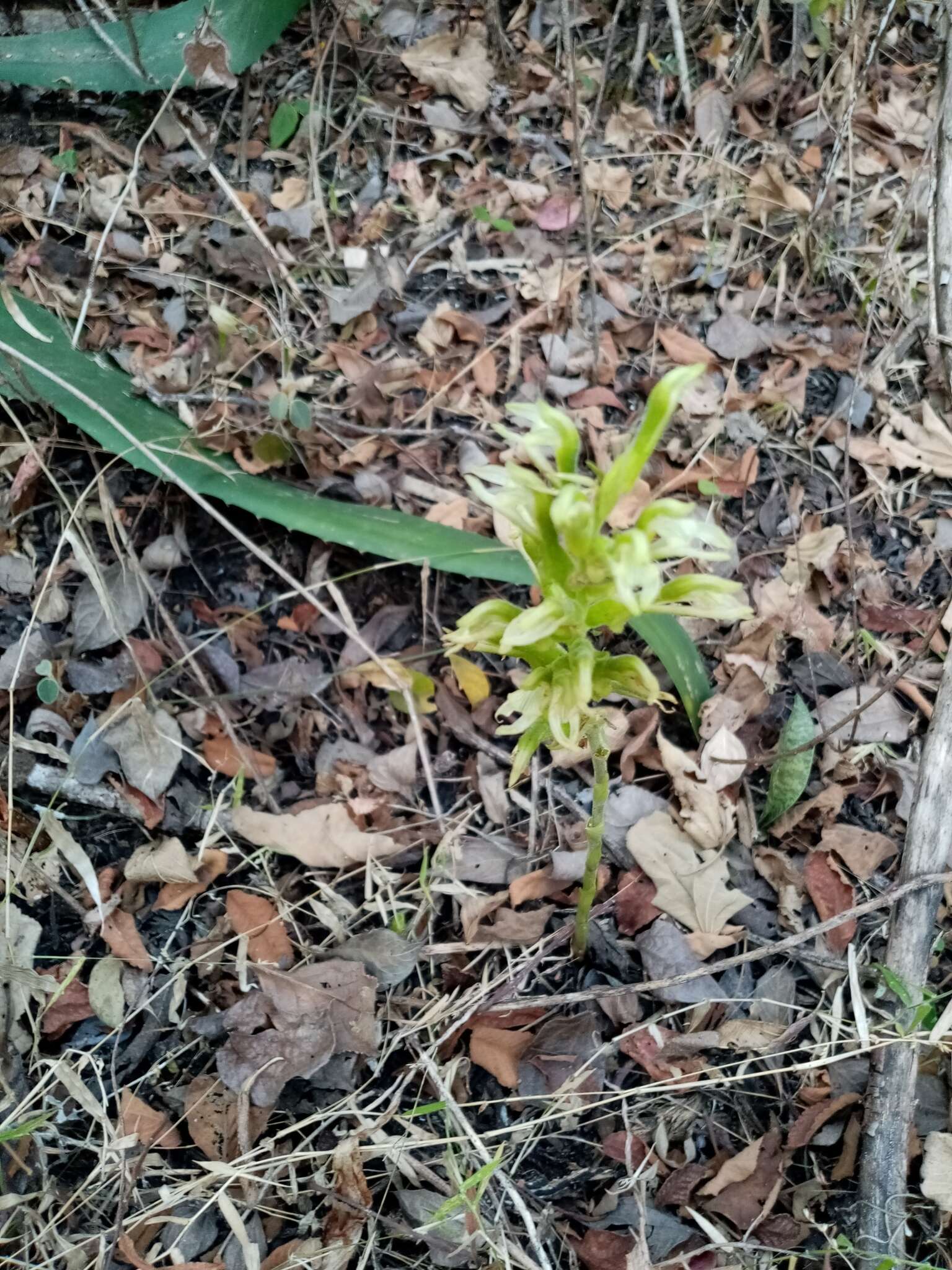 Sarcoglottis assurgens (Rchb. fil.) Schltr. resmi