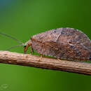 Слика од Gayomyia falcata (Blanchard ex Gay 1851)