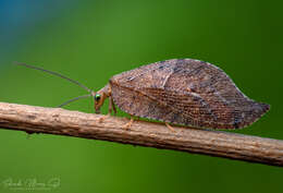 Слика од Gayomyia falcata (Blanchard ex Gay 1851)