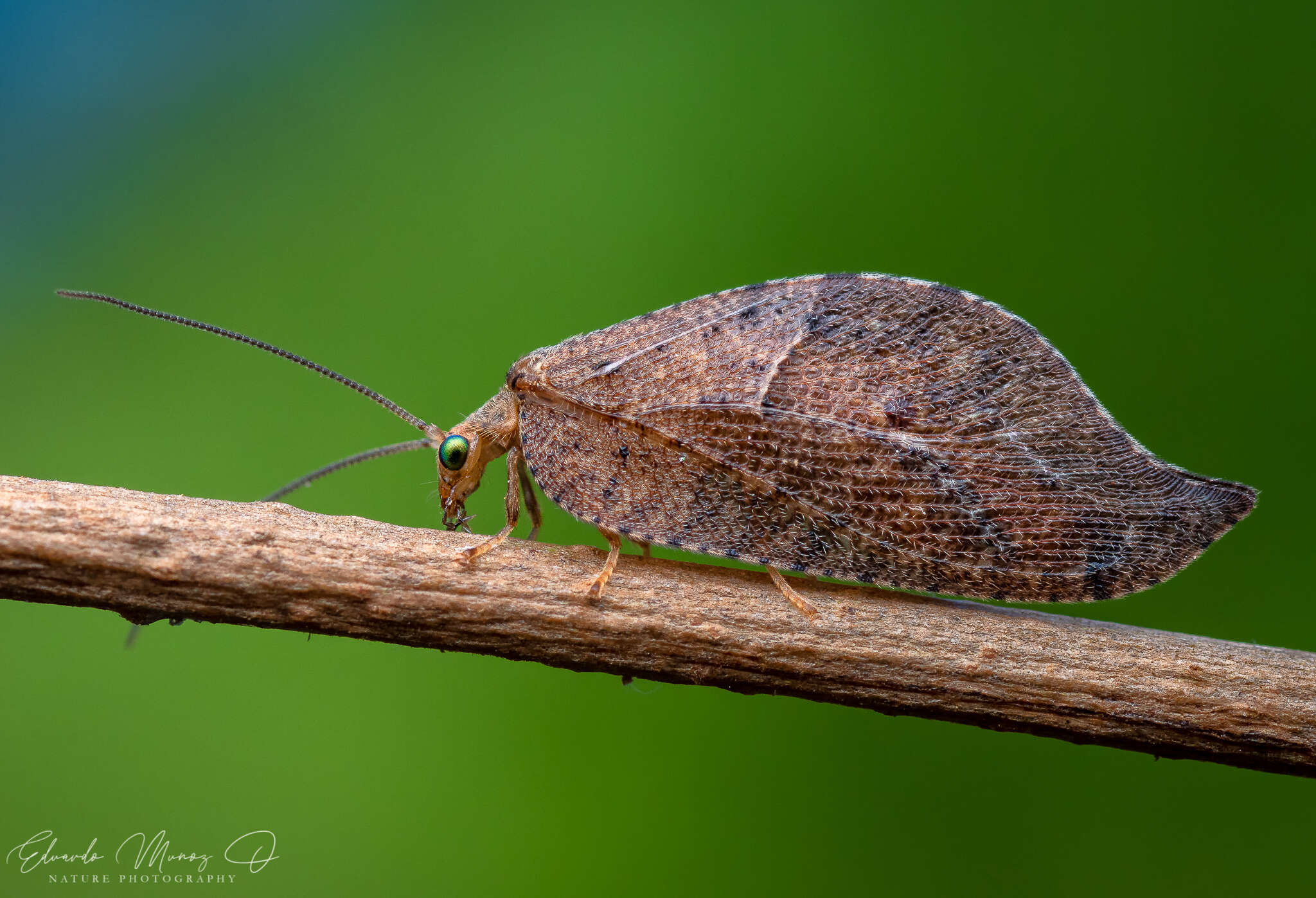 Image of Gayomyia falcata (Blanchard ex Gay 1851)