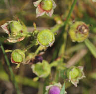 Callirhoe triangulata (Leavenw.) Gray resmi