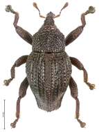 Image of Trigonopterus cahyoi Riedel 2014