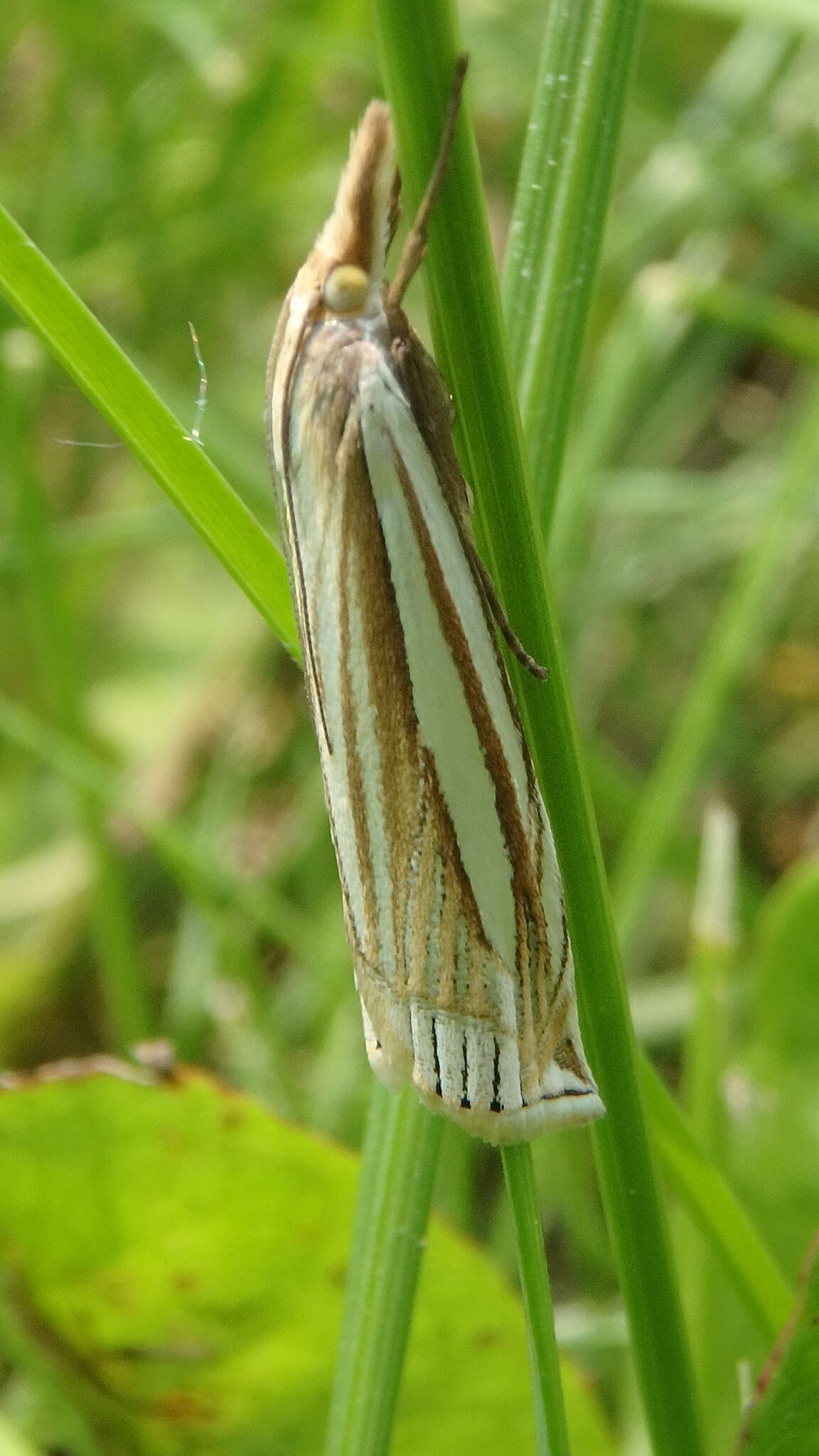 Image of Eastern Grass-veneer