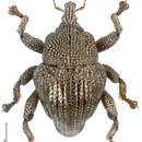 Image of Trigonopterus cuprescens Riedel 2014