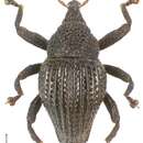 Image of Trigonopterus costipennis Riedel 2014