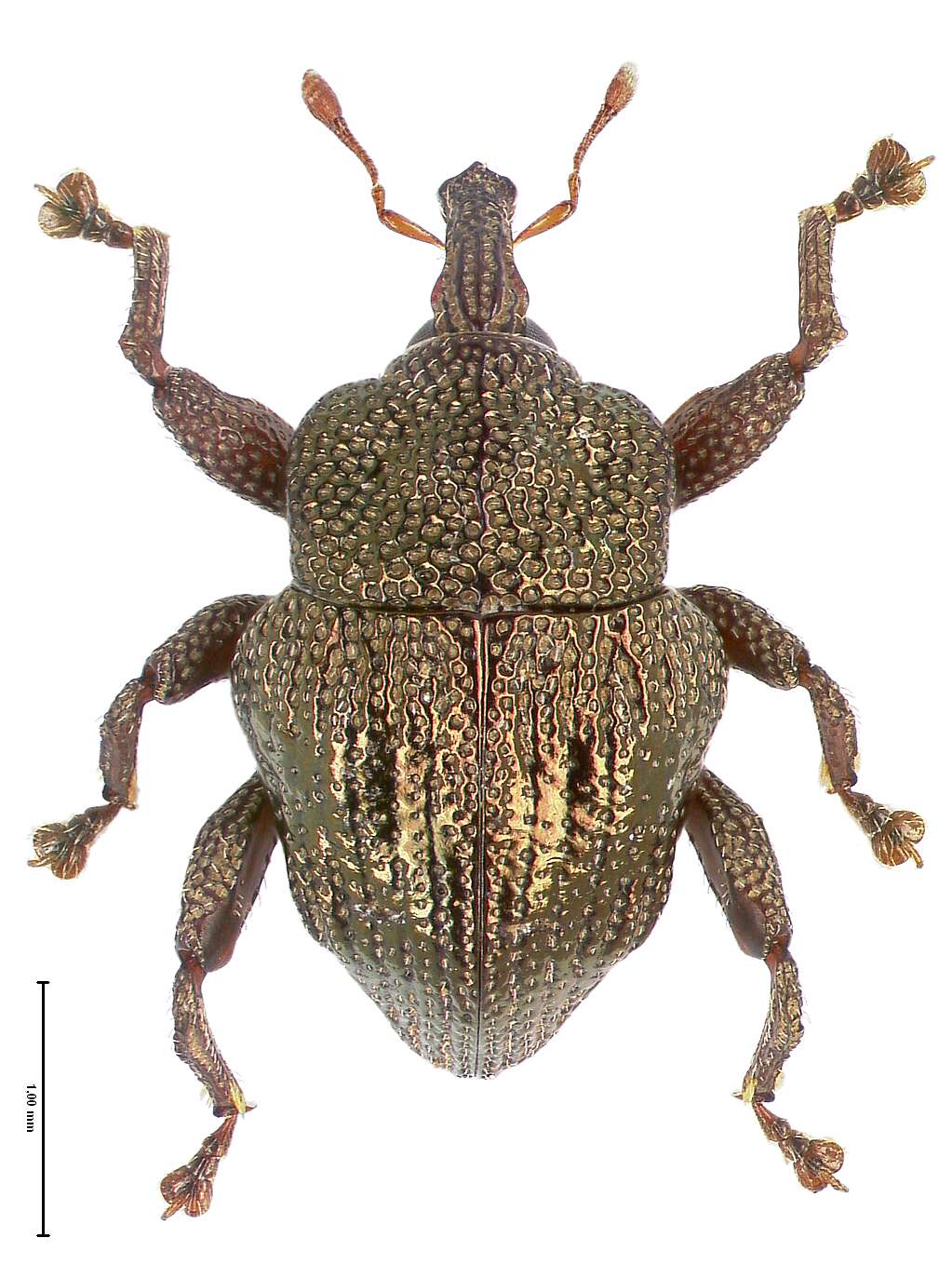 Image of Trigonopterus cupreus Riedel 2014