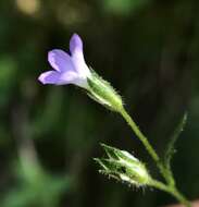 Image of California gilia