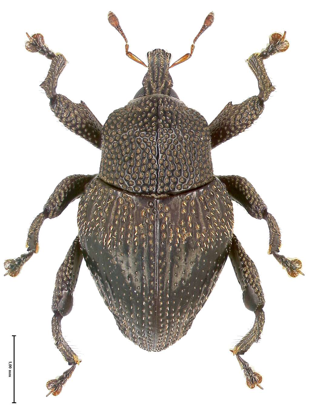 Image of Trigonopterus dentipes Riedel 2014