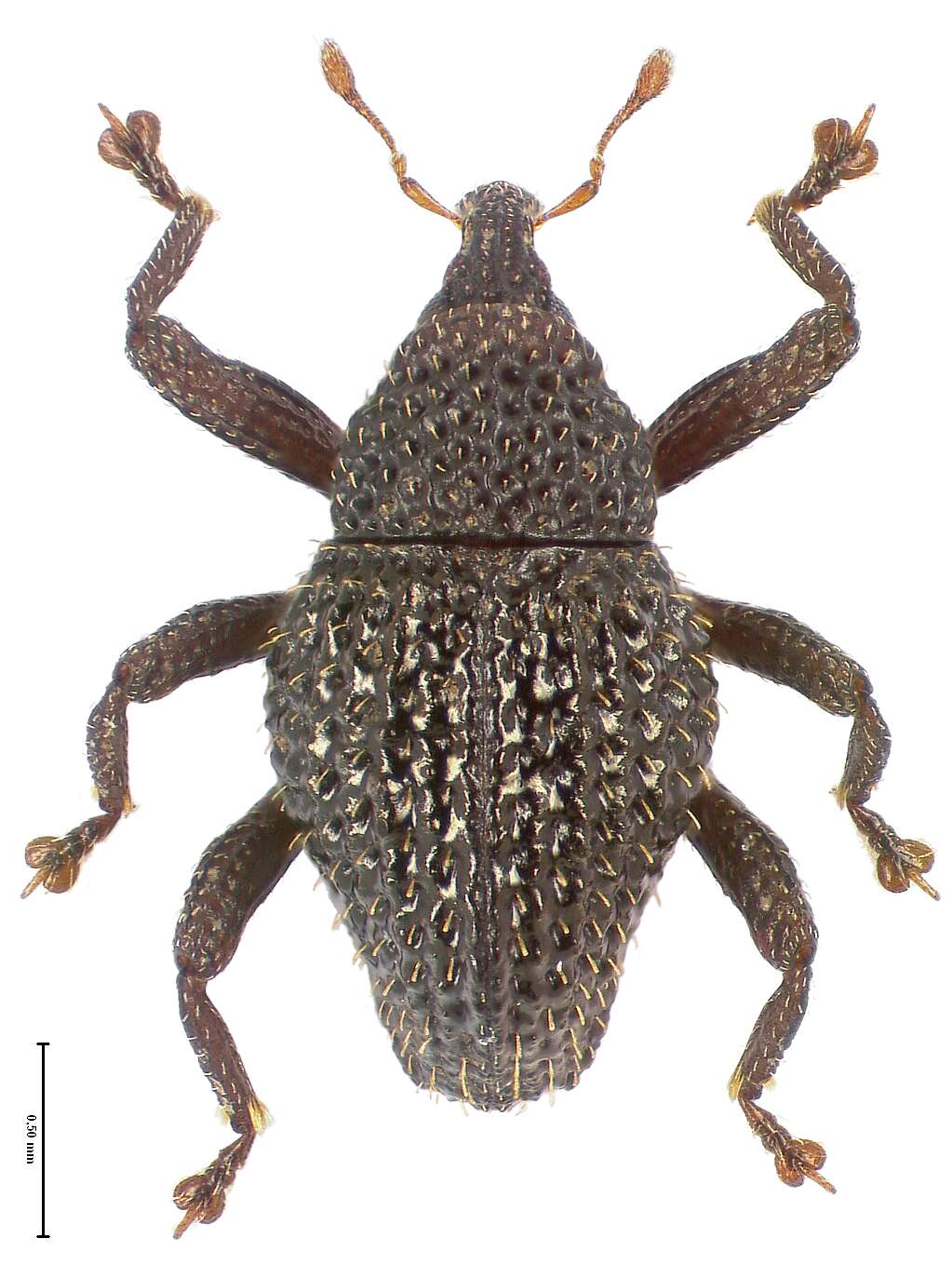 Image of Trigonopterus diengensis Riedel 2014