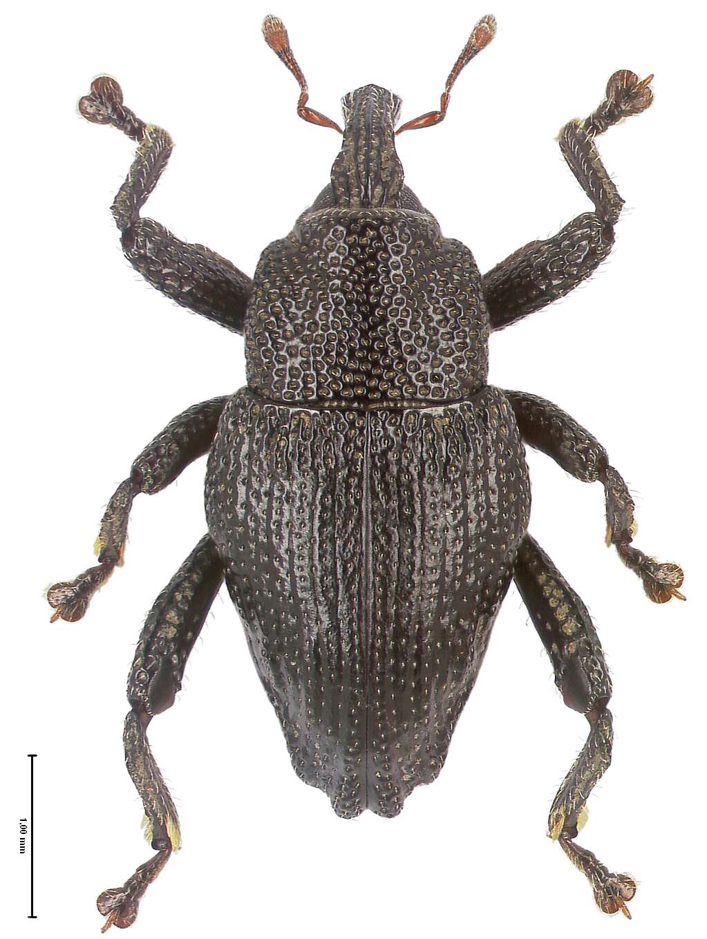 Image of Trigonopterus dimorphus Riedel 2014