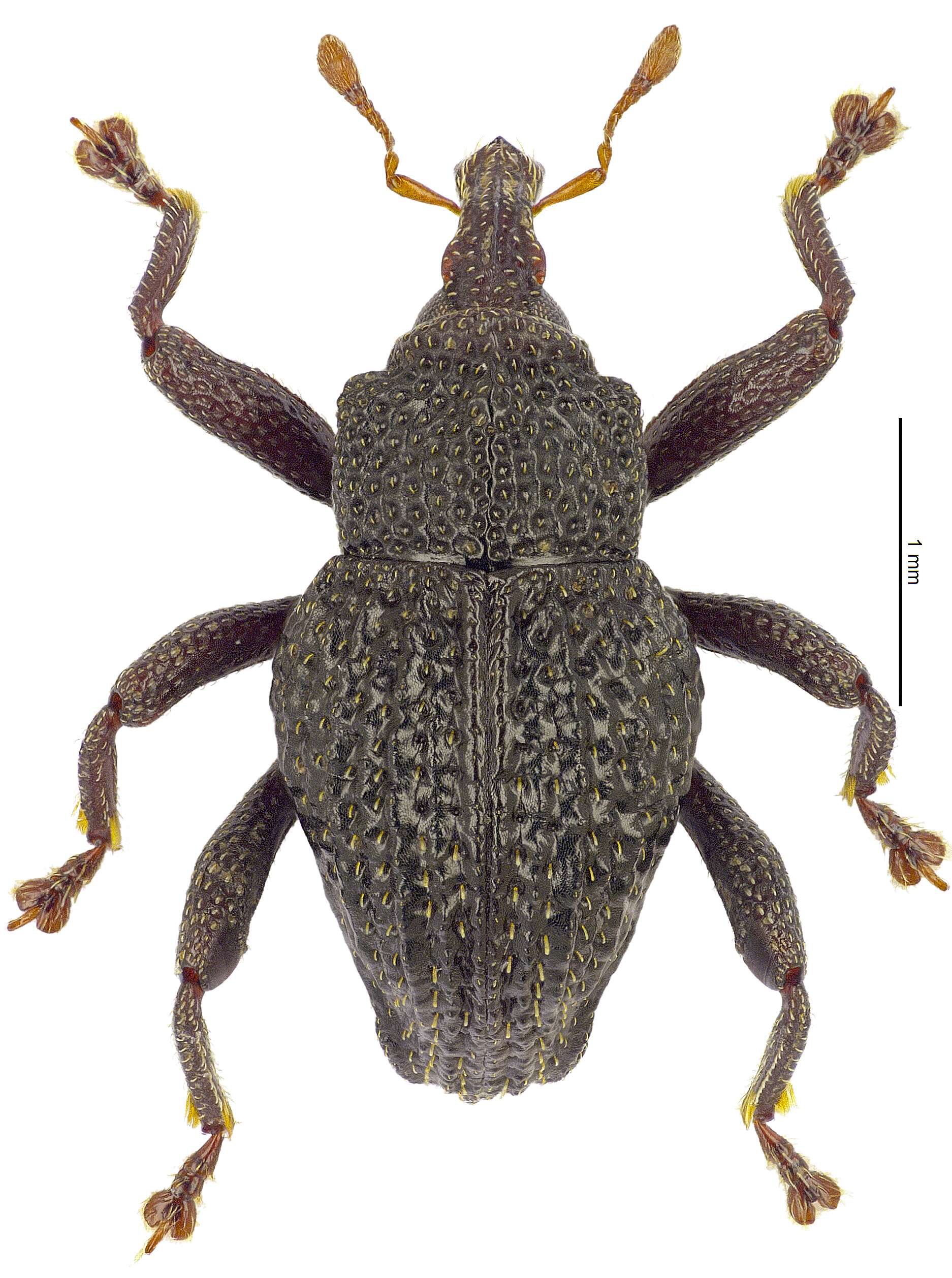 Image of Trigonopterus duabelas Riedel 2014