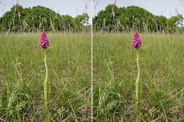 صورة Anacamptis pyramidalis (L.) Rich.