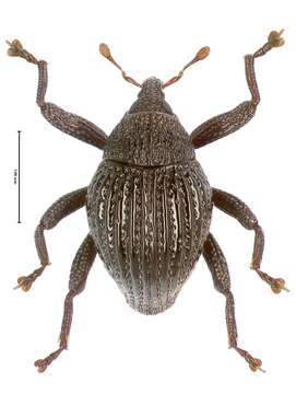 Image of Trigonopterus empat Riedel 2014