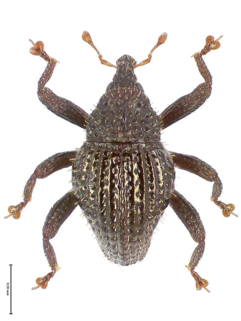 Image of Trigonopterus echinatus Riedel 2014