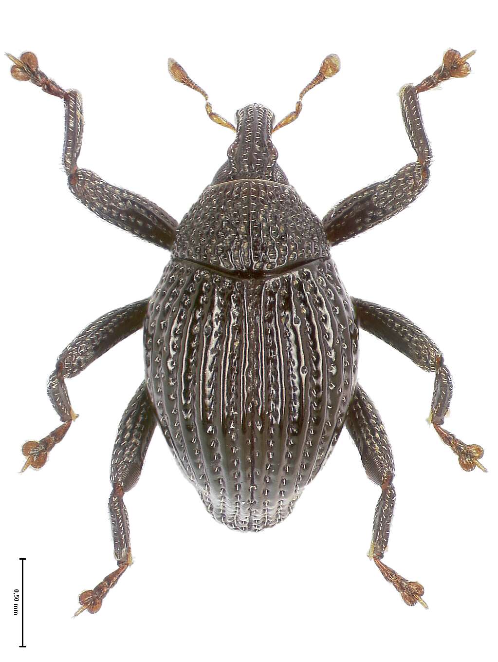 Image of Trigonopterus enam Riedel 2014