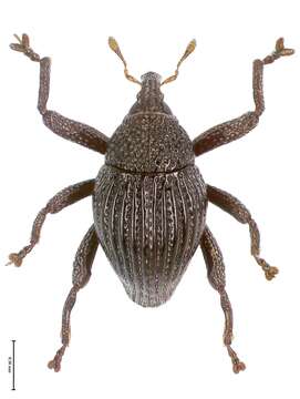 Image of Trigonopterus fissitarsis Riedel 2014