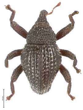 Image of Trigonopterus foveatus Riedel 2014