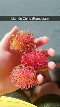 Image of rambutan