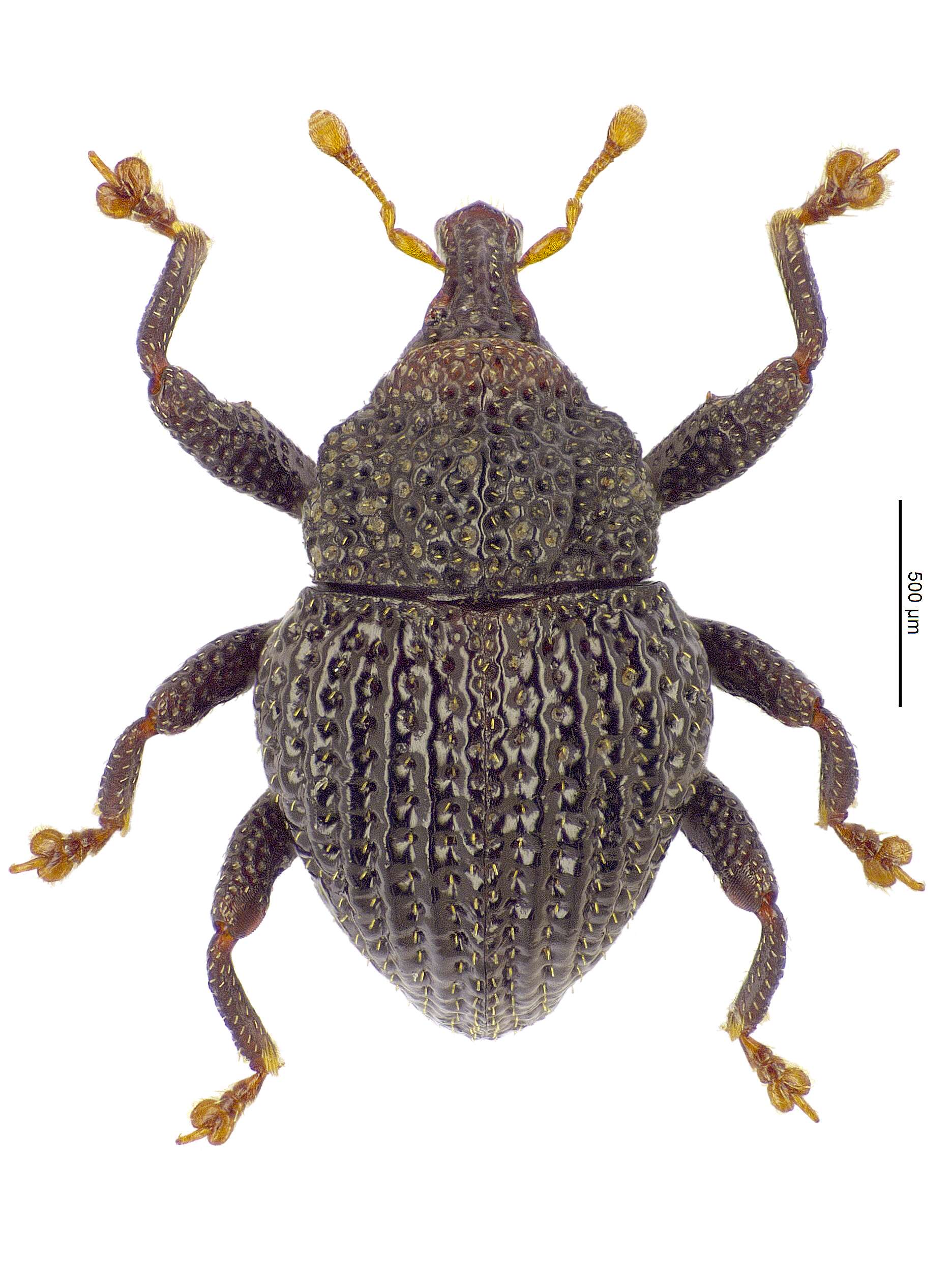 Image of Trigonopterus florensis Riedel 2014