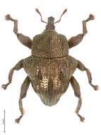 Image of Trigonopterus fulgidus Riedel 2014