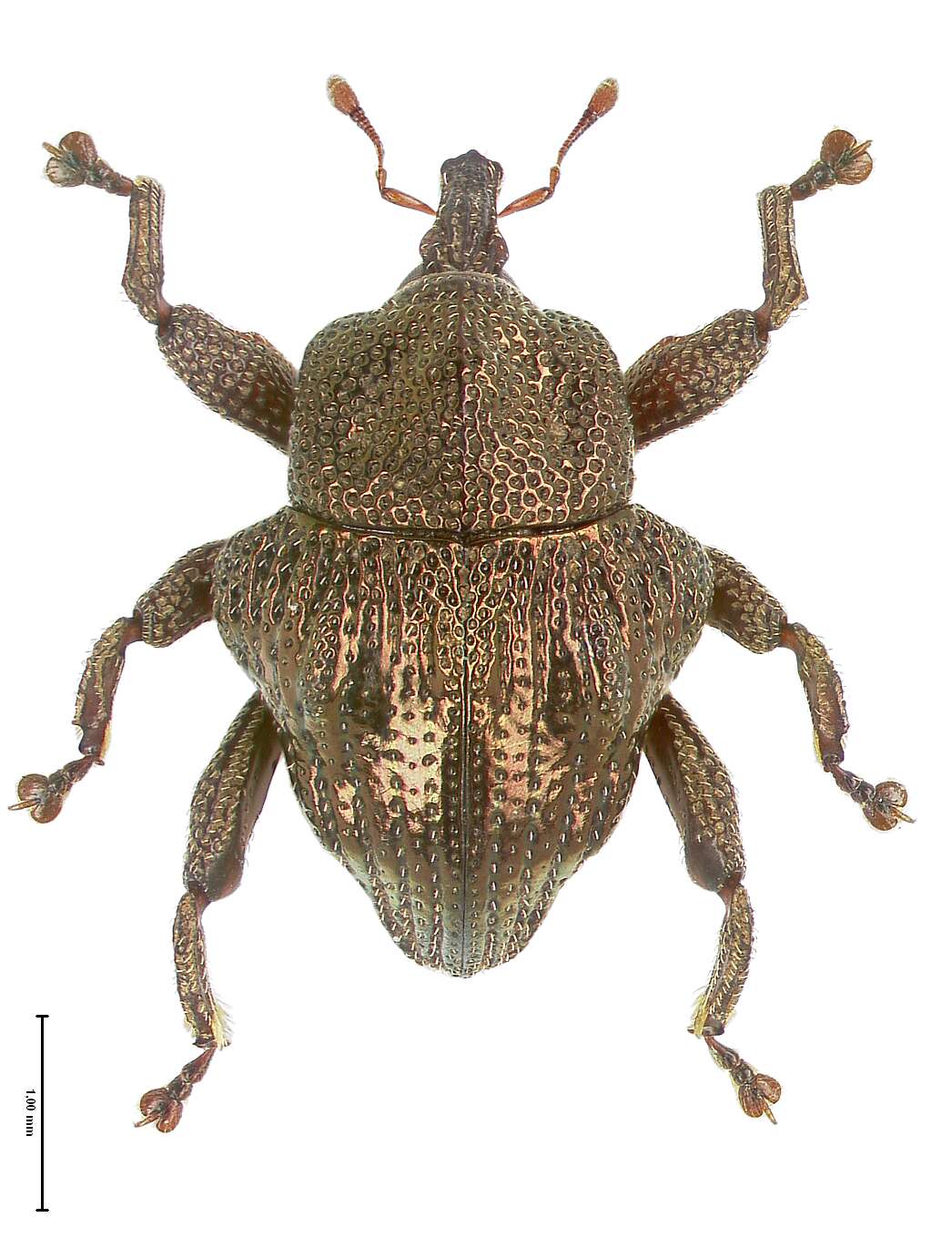 Image of Trigonopterus fulgidus Riedel 2014