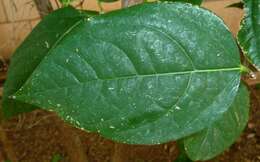 Image of Fragrant Wintersweet