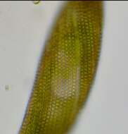 Image of Lepocinclis fusca