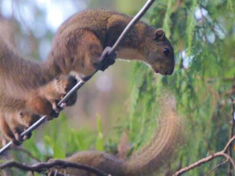 Image of Hoary-bellied Squirrel