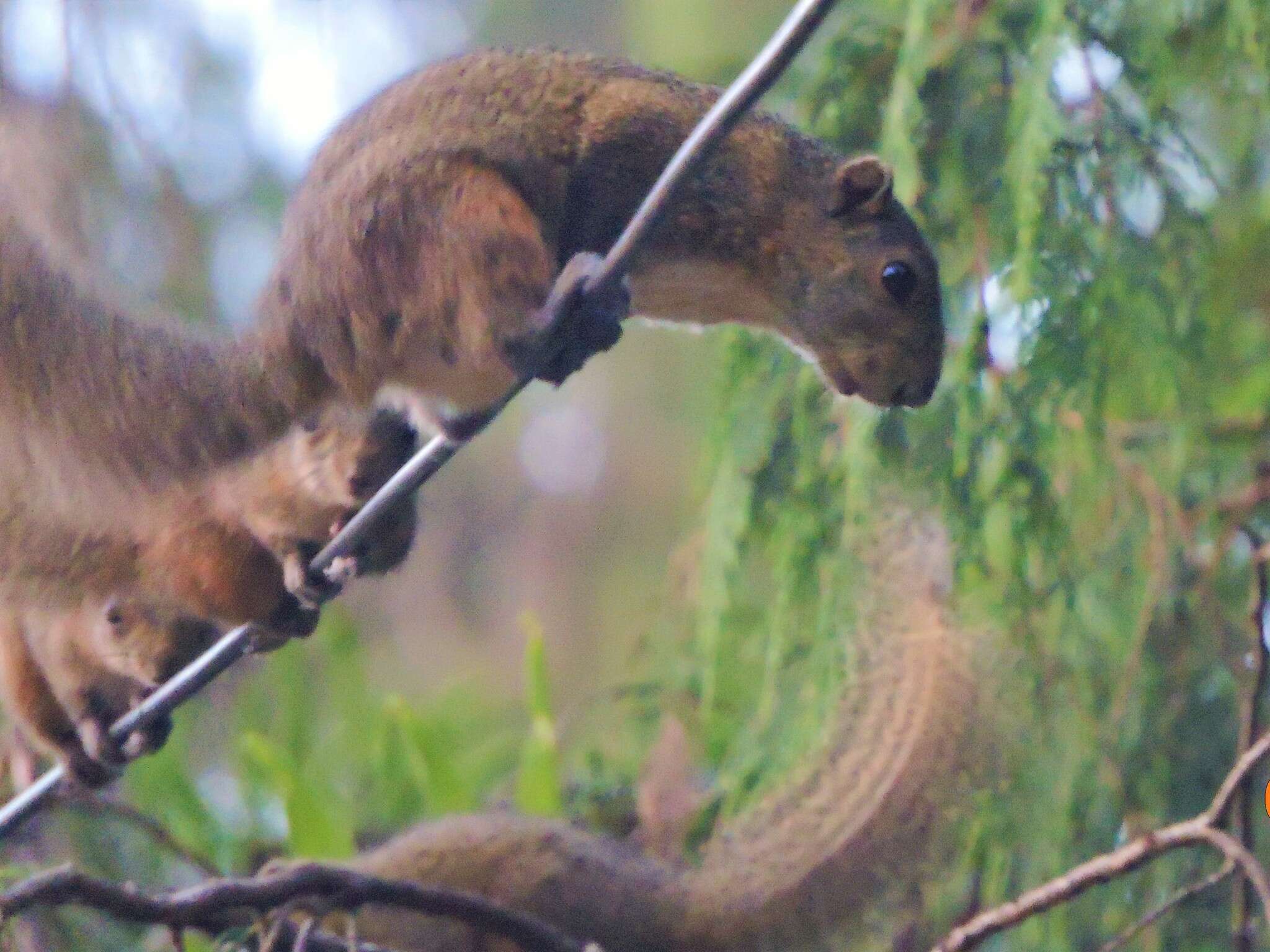 Слика од Callosciurus pygerythrus (I. Geoffroy Saint-Hilaire 1833)