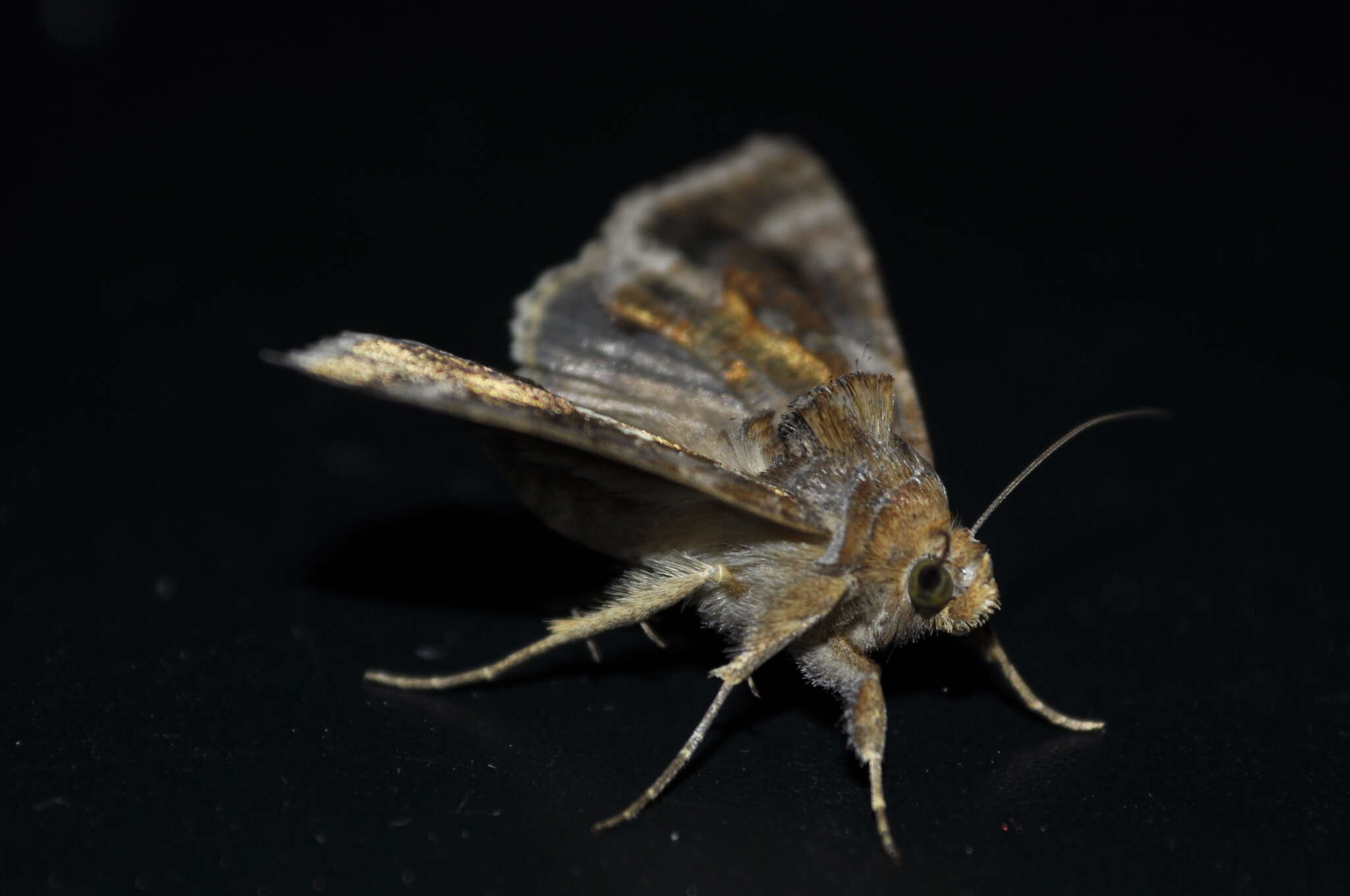 Image of Cutworm