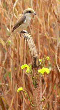 Image of Brown Shrike