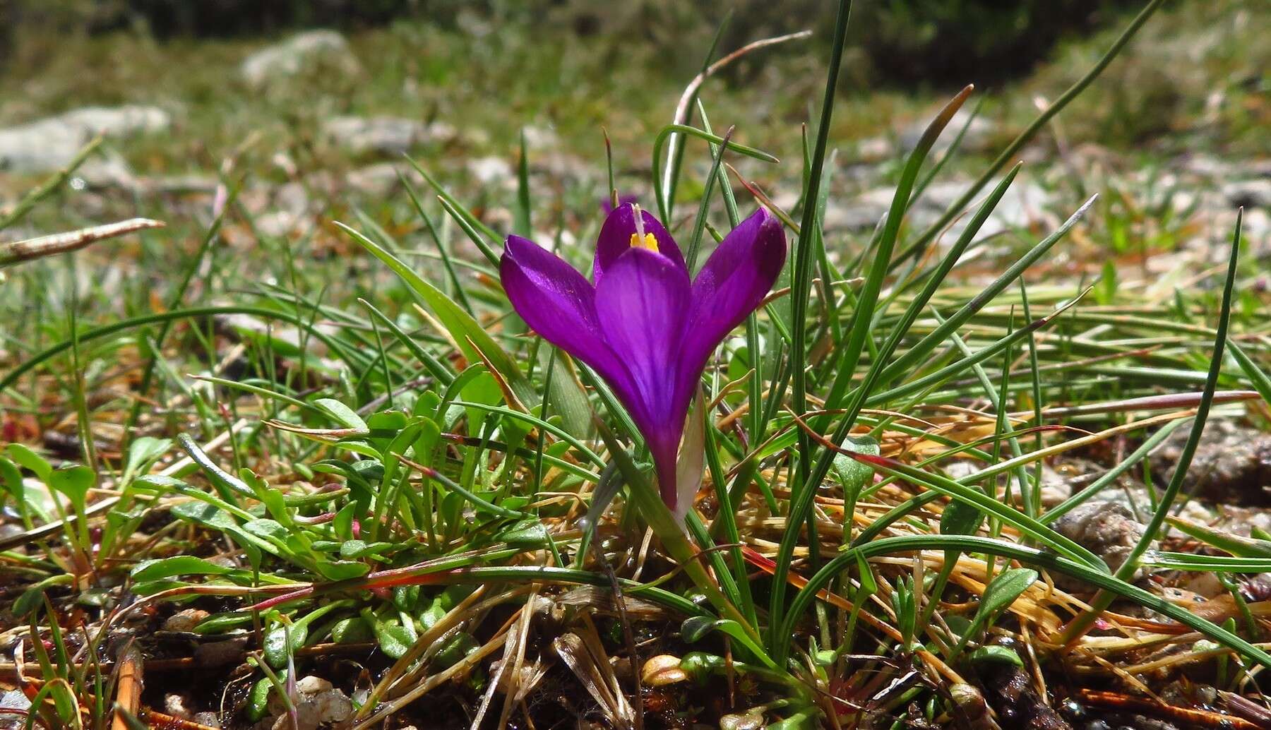 Image of Romulea requienii Parl.