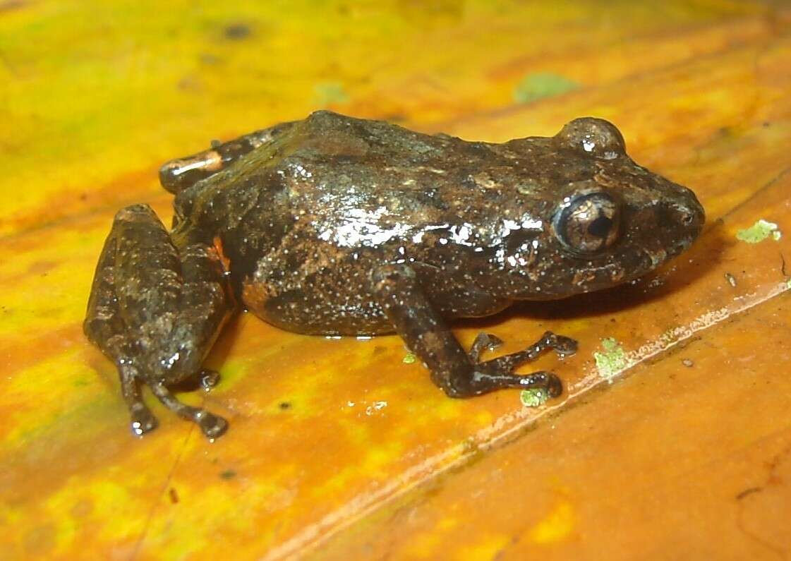 Image of Pristimantis brevicrus (Andersson 1945)