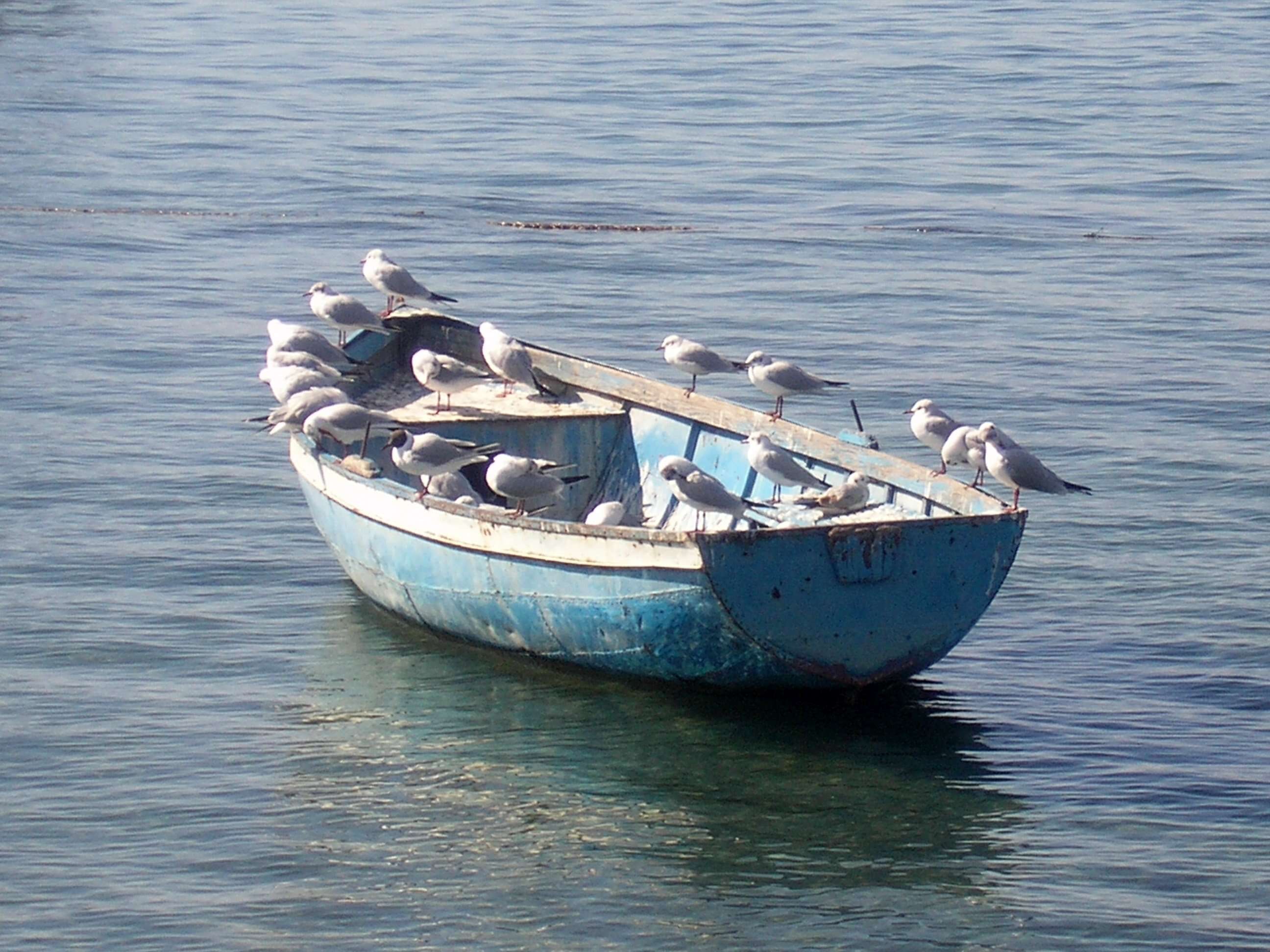 Image of Black-headed Gull